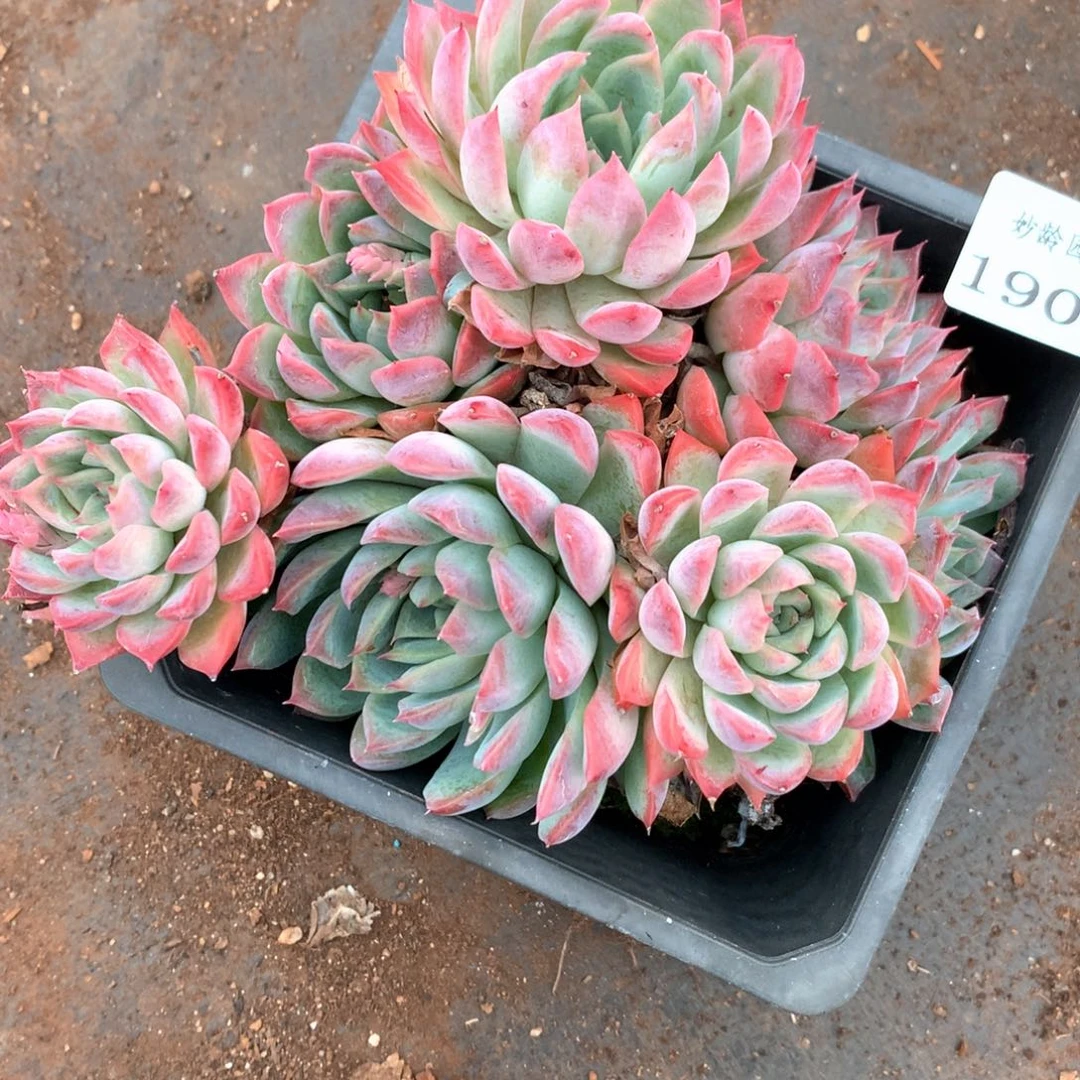 张*然1908杂交多肉植物