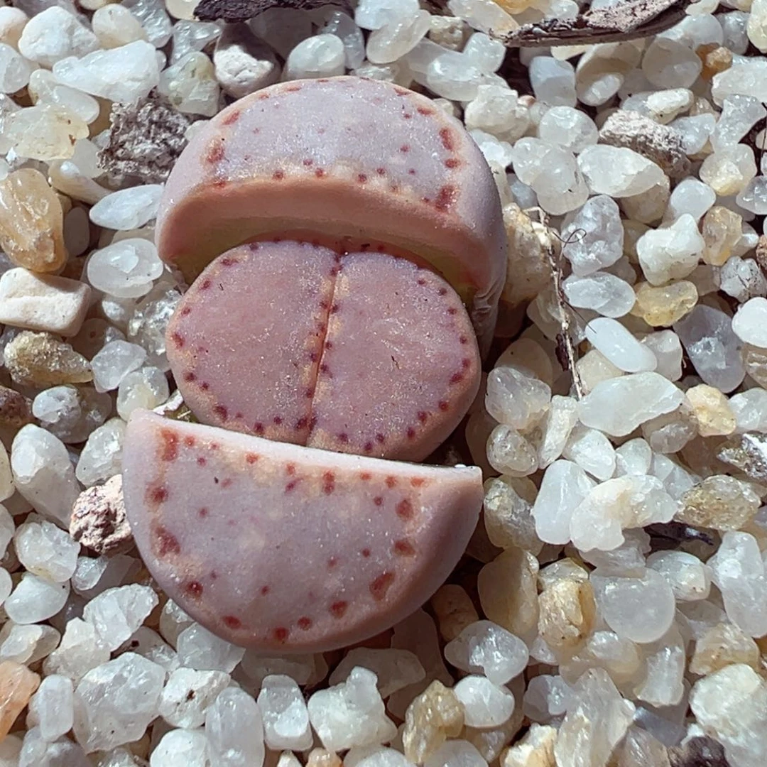 104-591多肉多肉sk饼干