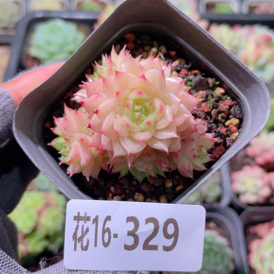 花利美16-329麦秆