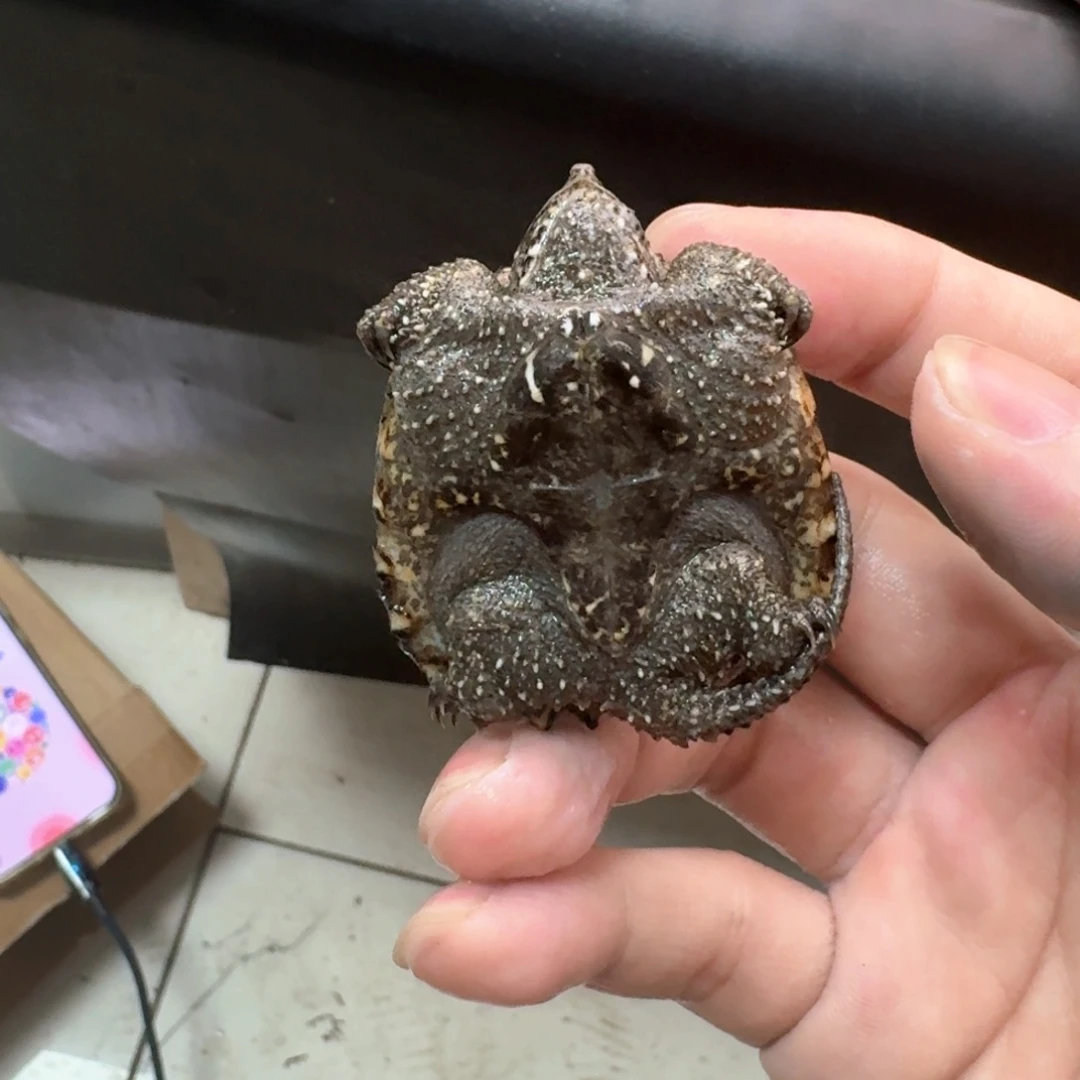 小鳄龟不分公母444