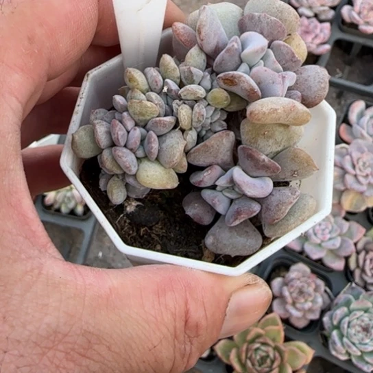 218特玉莲多肉植物多