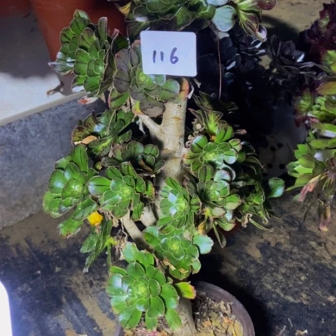 拉丝锦小朵朵116多肉