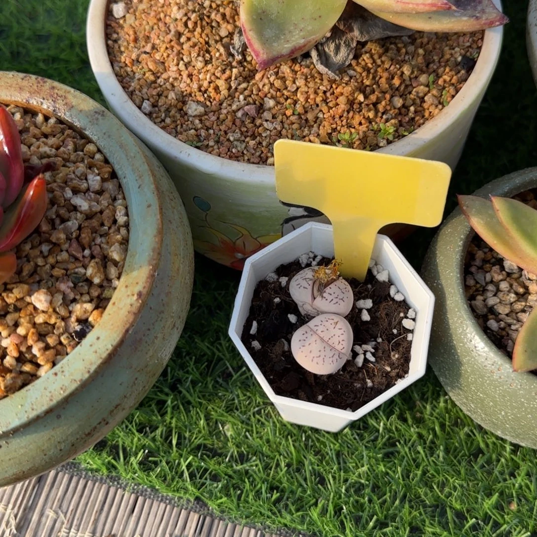 勇***子多肉植物网红大白