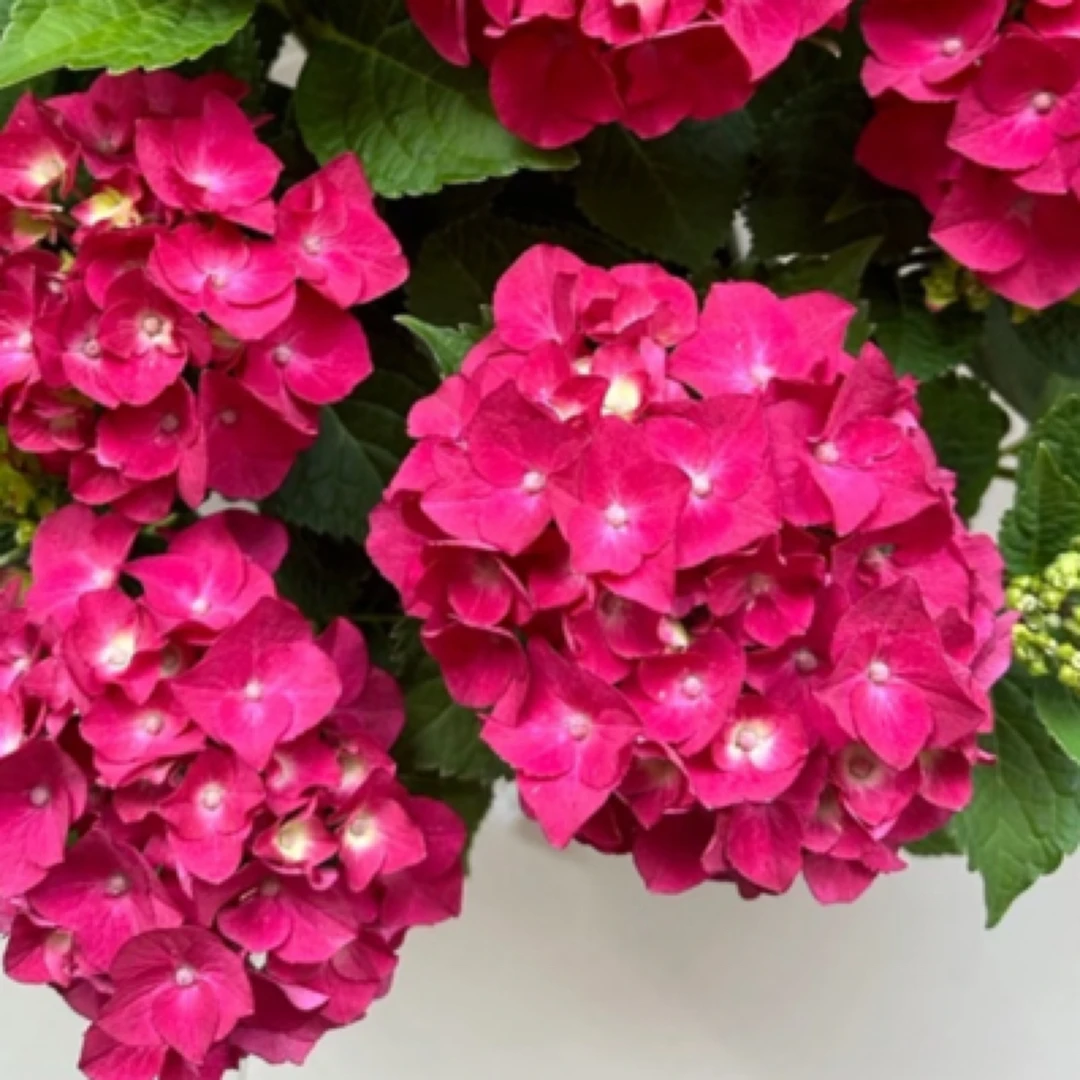 绣球《红皇后》适合阳台地栽庭院易养护趣味美观