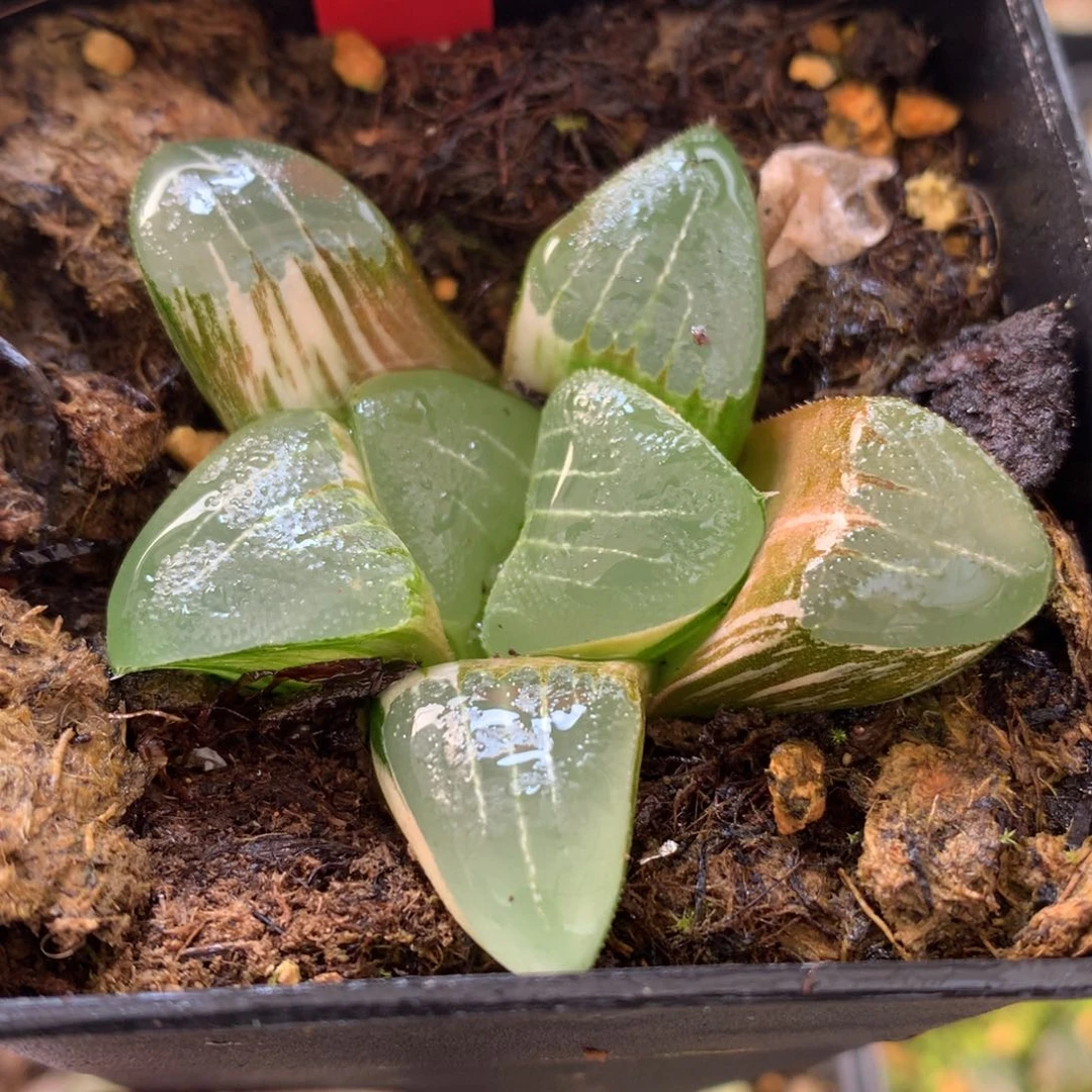 克锦，带盆土发货