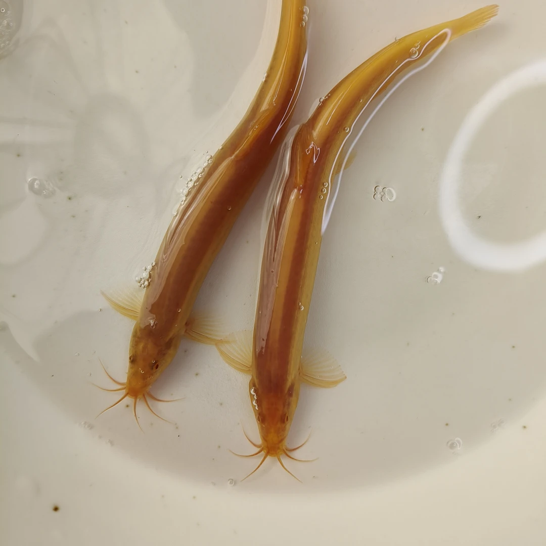 豹纹鳅好养耐活12-14厘米观赏鱼【活物特殊】