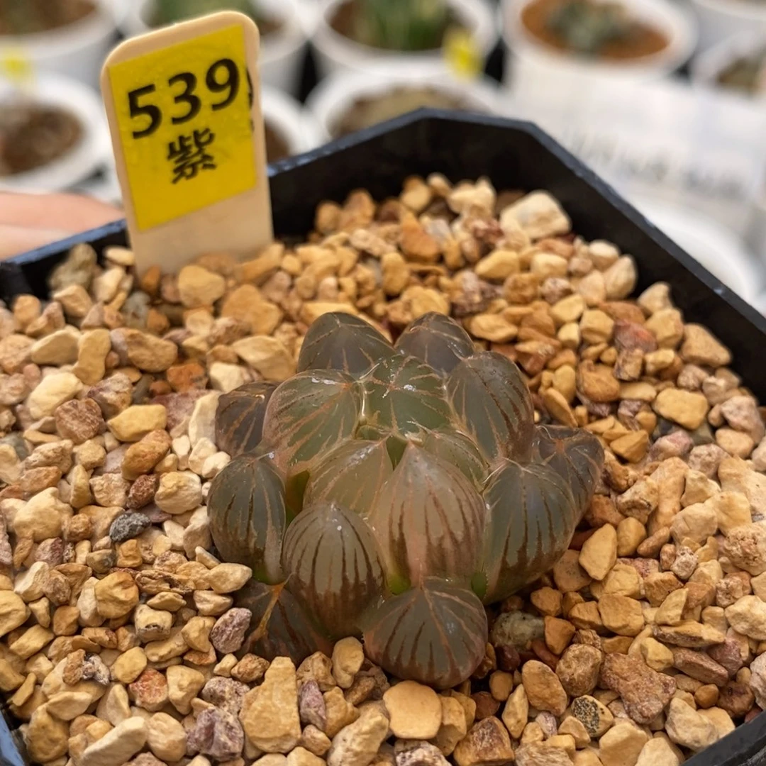 539霓虹灯玉露多肉植物