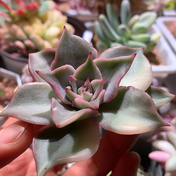 饺子皮锦锦锦锦有根