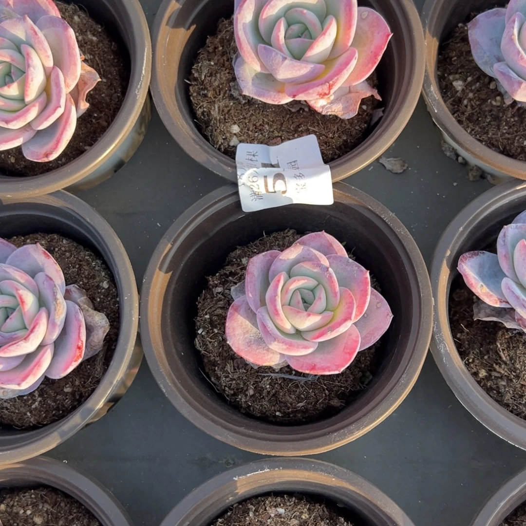 f***卷511号布鲁蓝到手两颗一物一拍满18包邮满26送一颗多肉