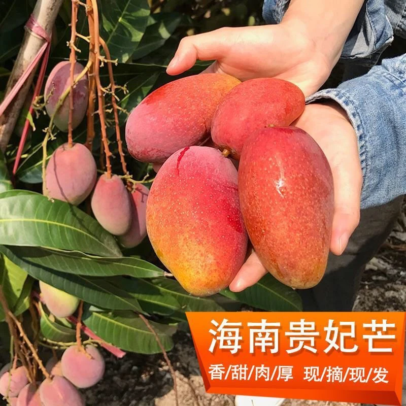 海南三亚贵妃芒果新鲜采摘皮薄肉厚核小口感细腻皮甜可口