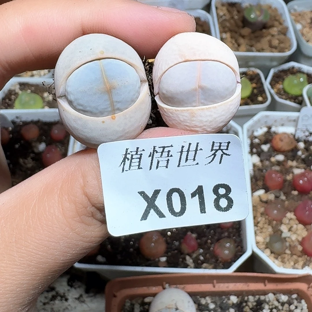 018盒多肉植物哇gv