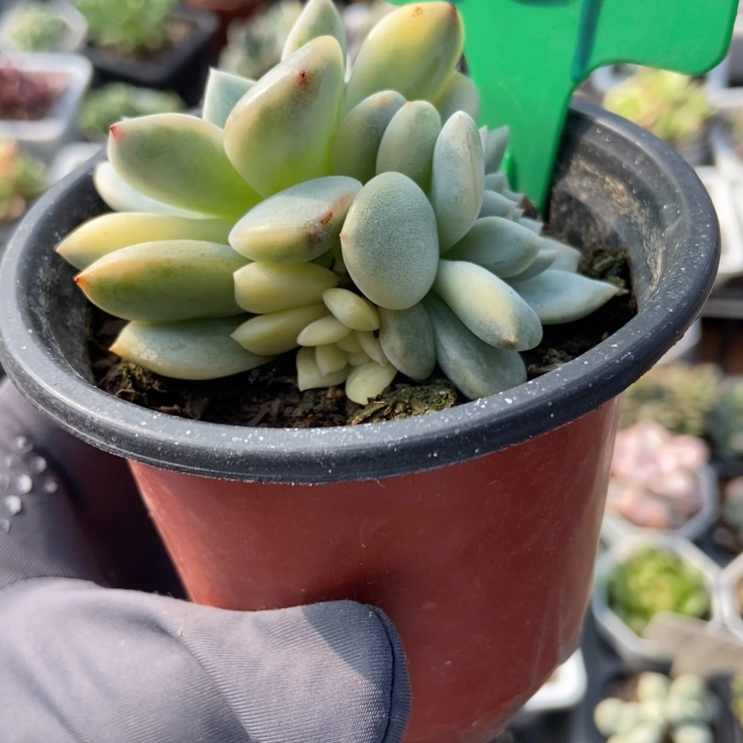 827梦露锦多肉植物