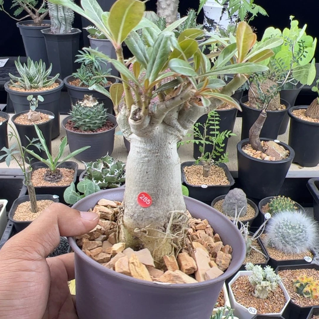 哥斯拉沙漠玫瑰一物一拍带盆发