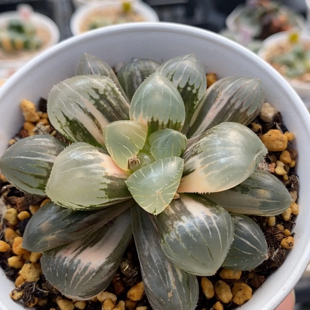 283糯玉露锦一物一拍