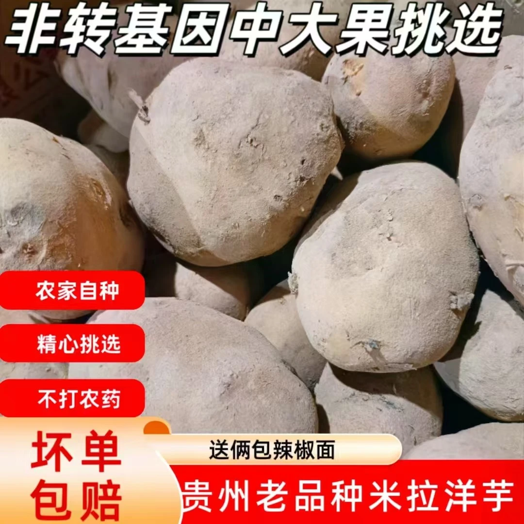 土豆批发30到70斤本地直发批发贵州纳雍威宁黄心米拉洋芋新鲜现挖