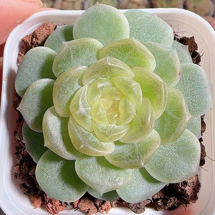 1117-------113无尽灯珍妮