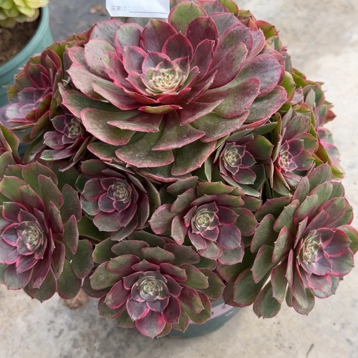 474粉花妖25厘米左右