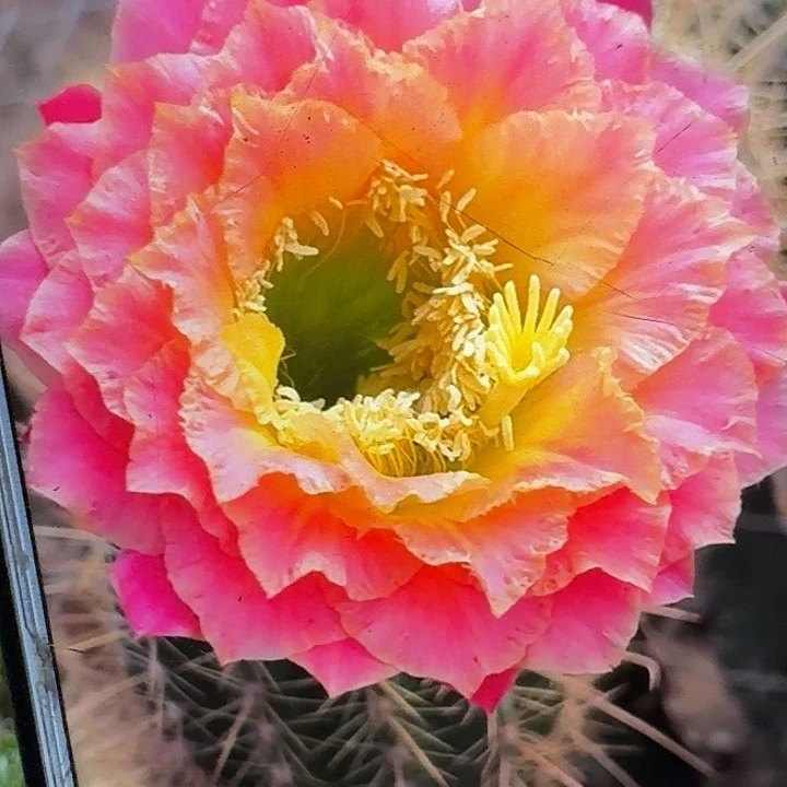 超级大满贯侧芽5公分左右毛花柱