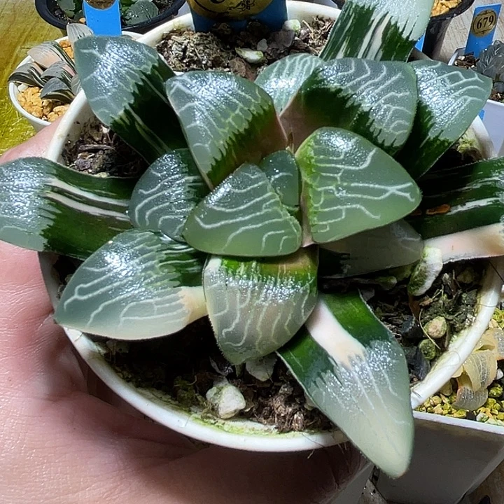 877大型克母本特选福利