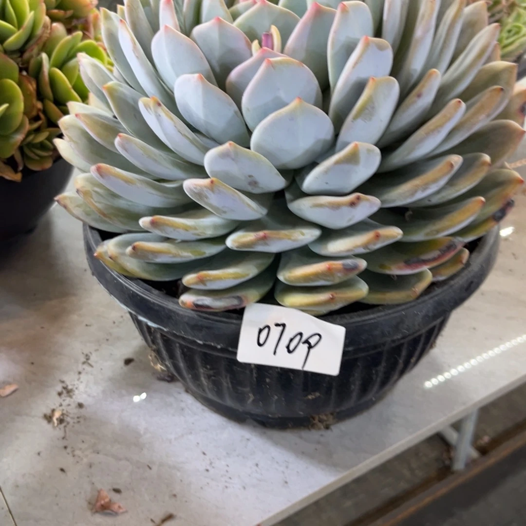 棠颂花卉一物一拍 大梦露 0709