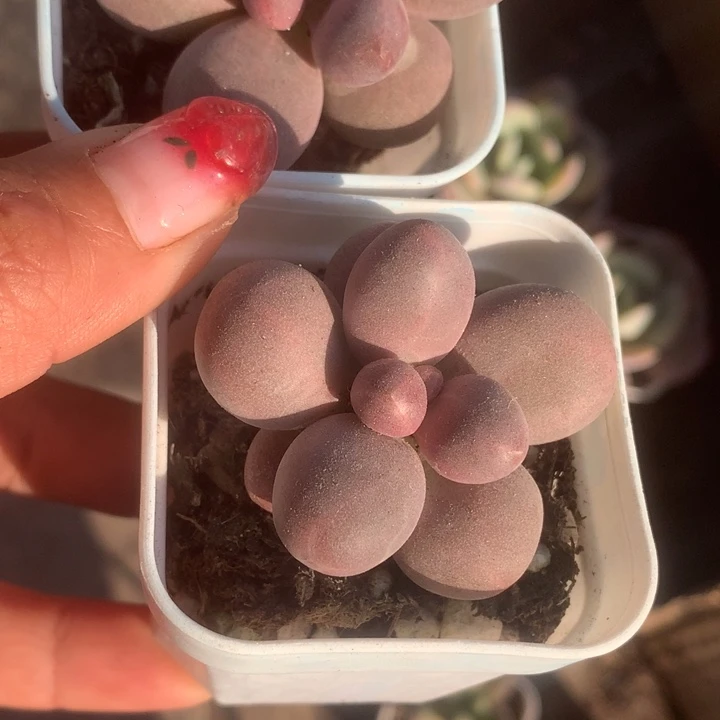 糖果奶。2颗。 （满9.99包邮不满9.99发叶子）