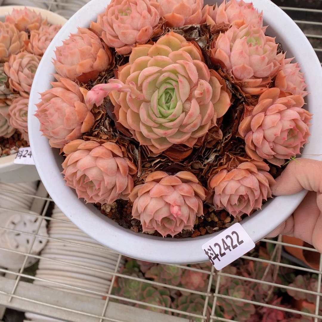 2422多头在北京街头艺人们