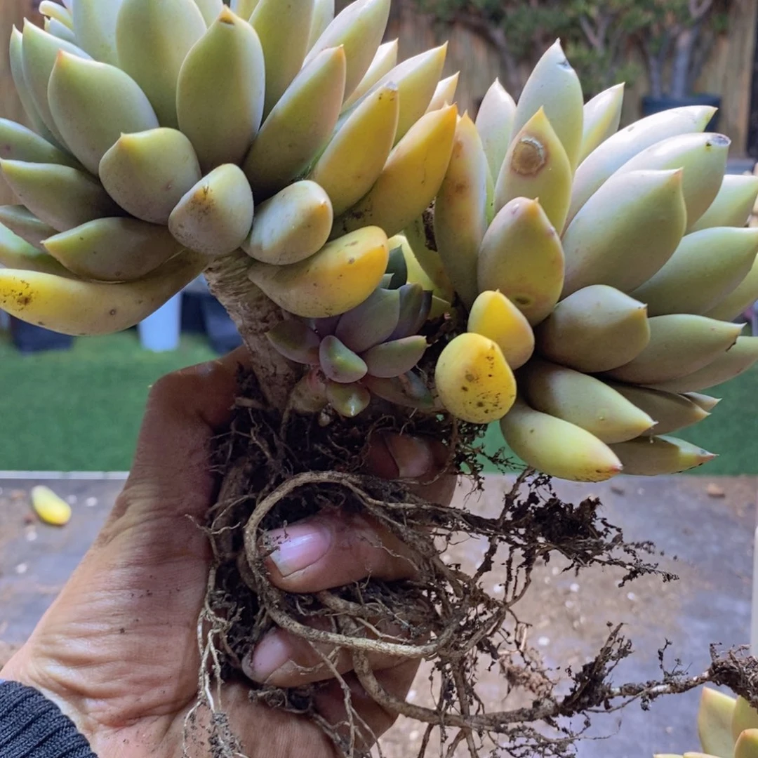 紫*兰H180号象牙多肉