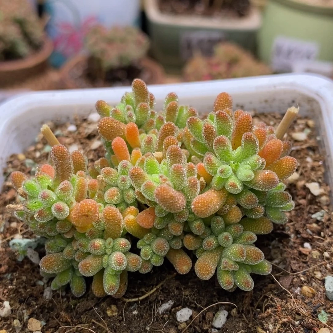 冰晶杂橙枝干番组A443