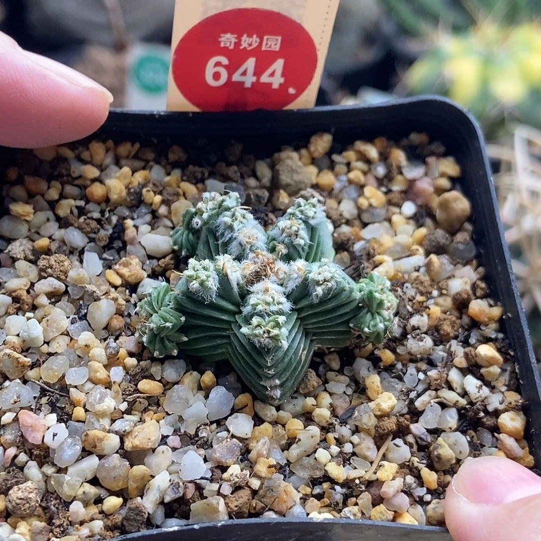 自根五星群3.4cm一棵仙人球