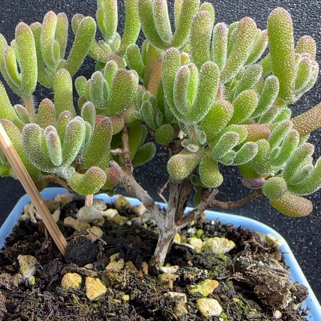 dy0843直杆三岔冰荔