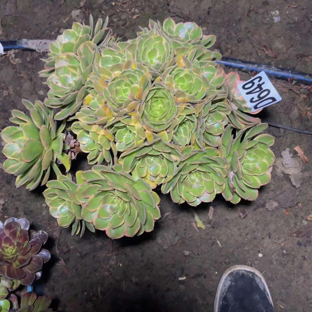 粉花妖16-1包邮法师