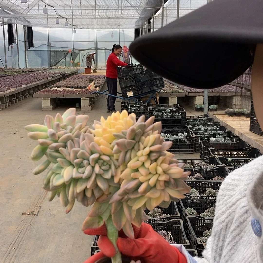 淡雪锦缀随机发货