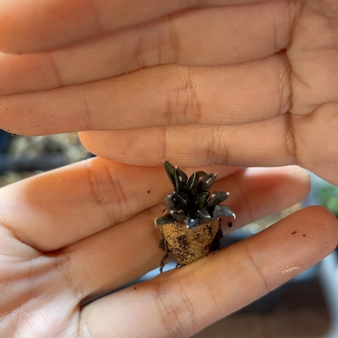 实生日系馒头姬1.5公分