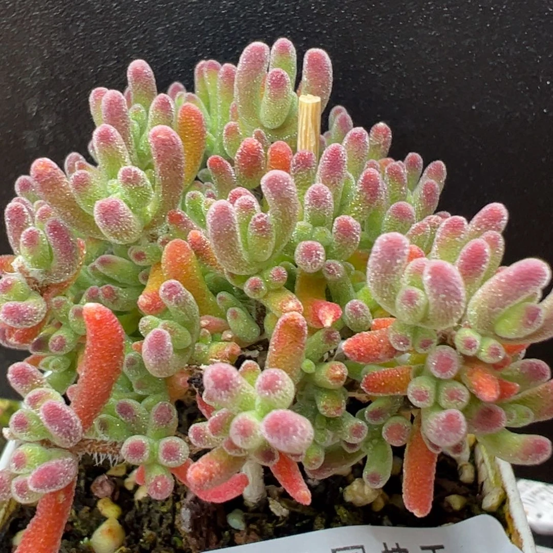 dy5309荔枝糯米糍冠幅5cm