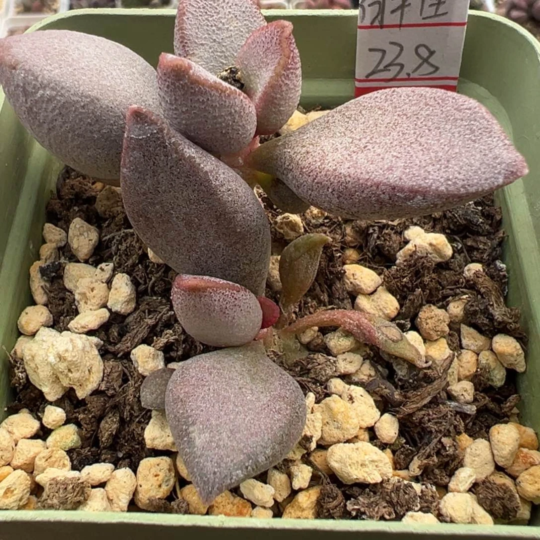 白羊座多肉植物水泡