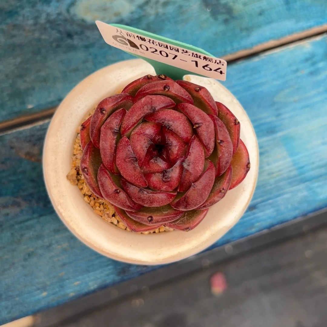 多肉一物一拍0207-164