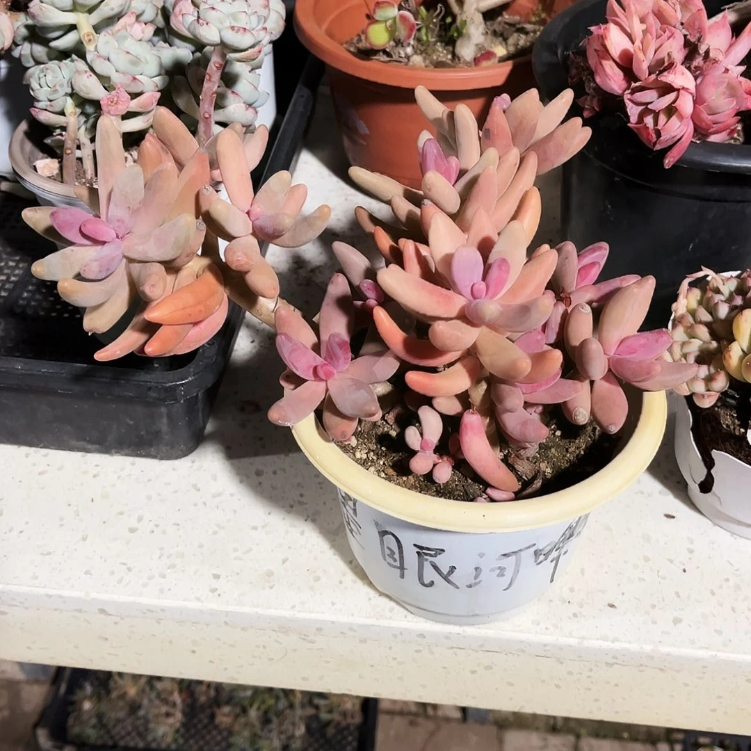 美**华107多肉植物提取萃取剂中
