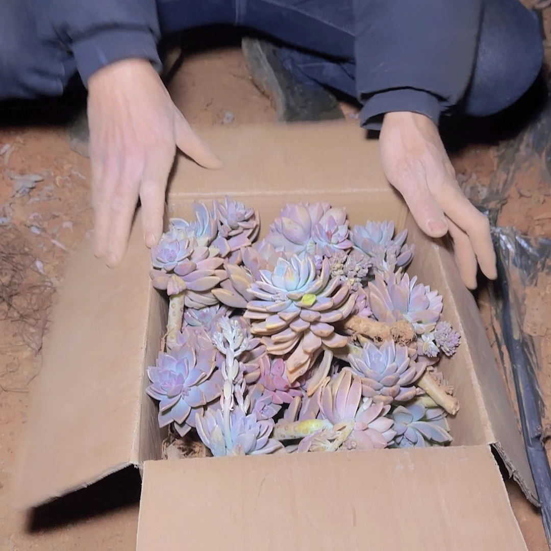 箱拍淡雪多肉不售后