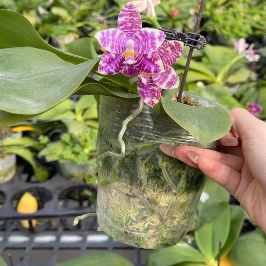 完全开放蝴蝶兰蝴蝶兰