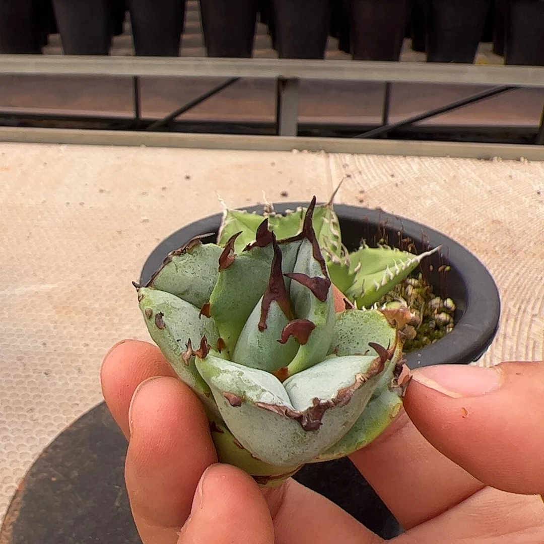 蓝肌龙舌兰仁王冠