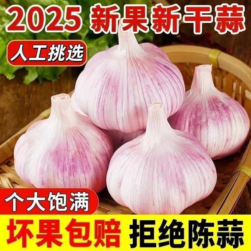 【新干蒜】河南农家干大蒜紫皮特大蒜王新鲜蒜头便宜批发特级干蒜