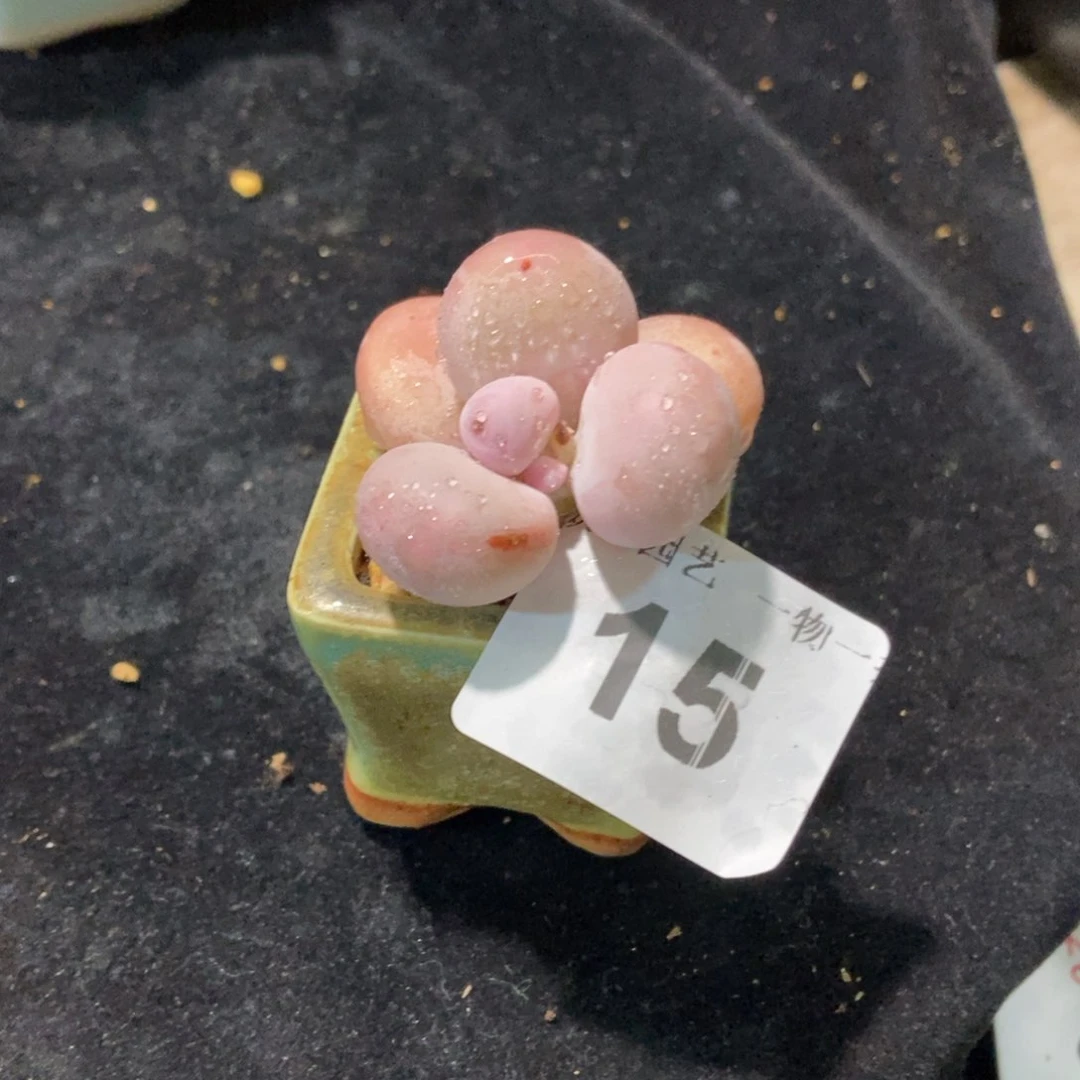 15水光针奶酪带盆土