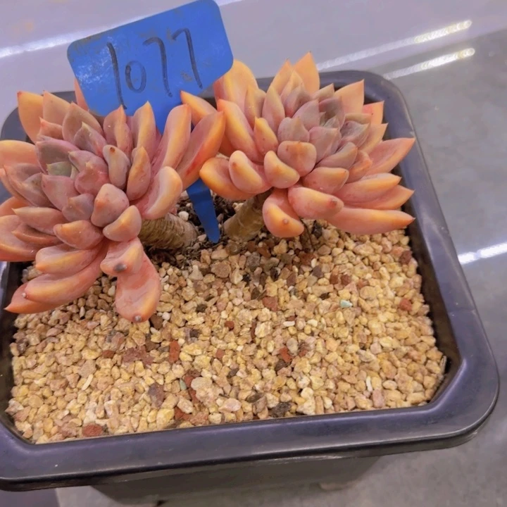 t***b1077多肉植物一物一拍