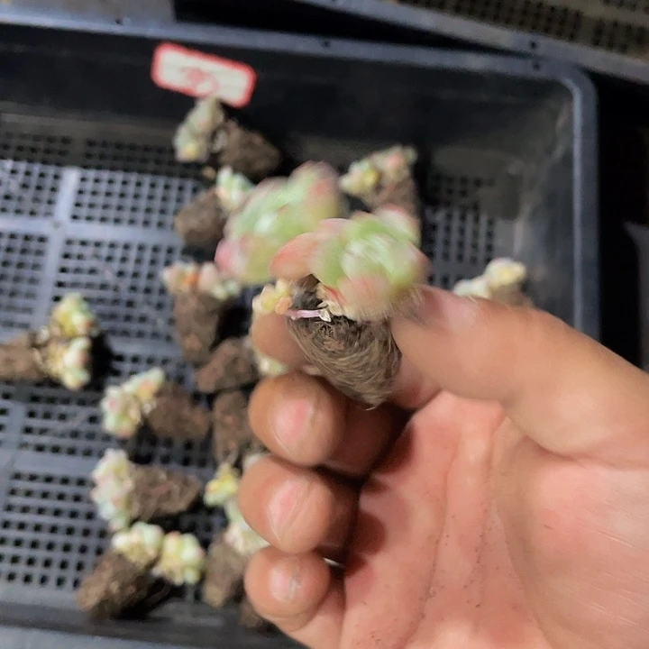 乐***宝35号筐带土发货冰玉