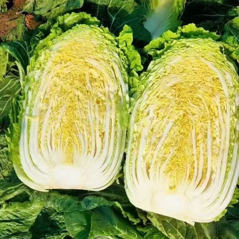 黄心大白菜苗正品秋播冬储蔬菜种子