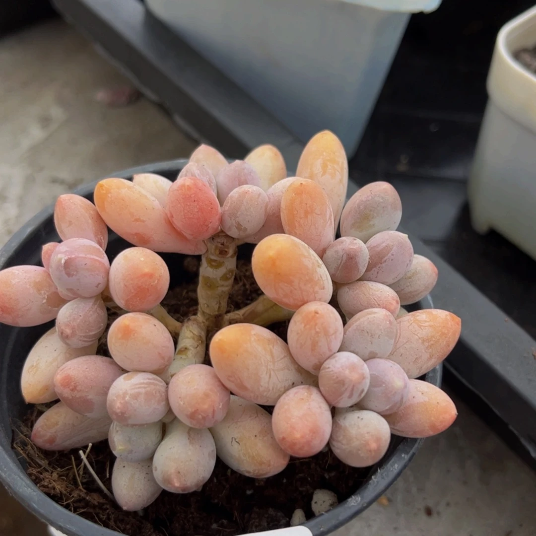 455-黄金香水手指奶酪多肉6cm