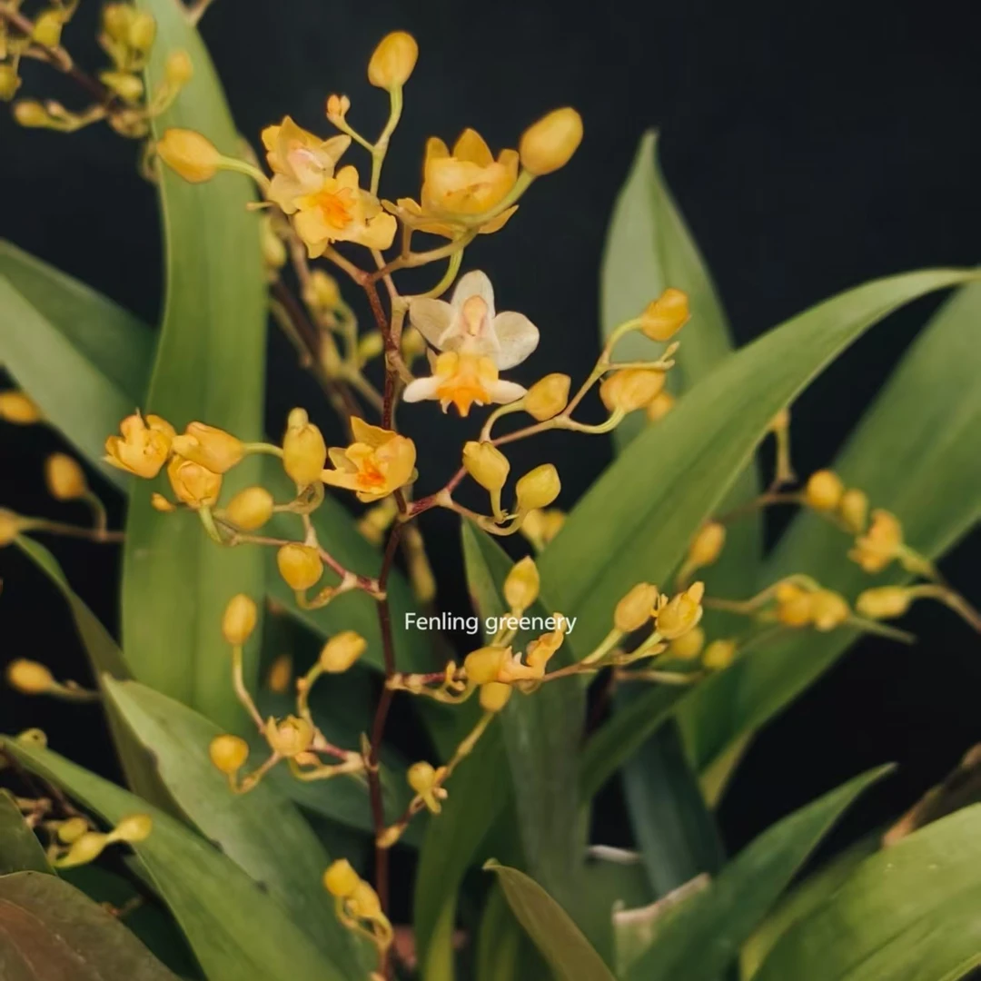 浓香型梦香文心兰带花苞室内桌面绿植盆栽好养开花香