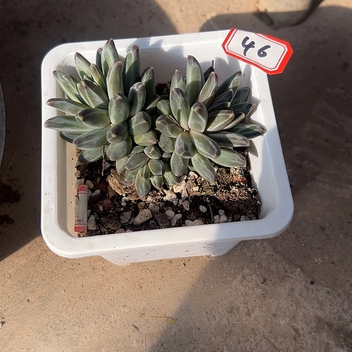 希***嘻一物一拍美人多肉46