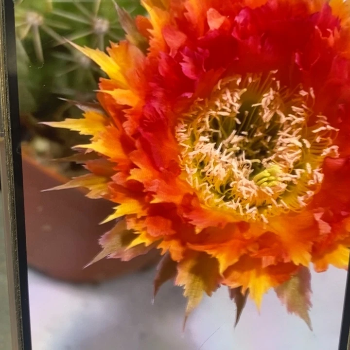 香香橙红侧芽2.5-3公分左右