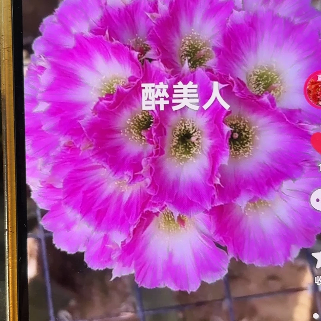 醉美人丽哈无根侧牙20包邮21
